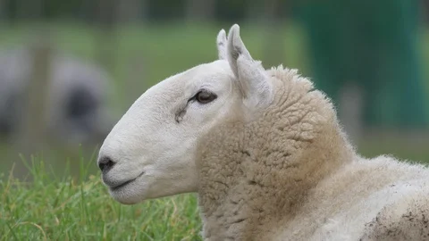 Sheep close up Stock Footage 87263474