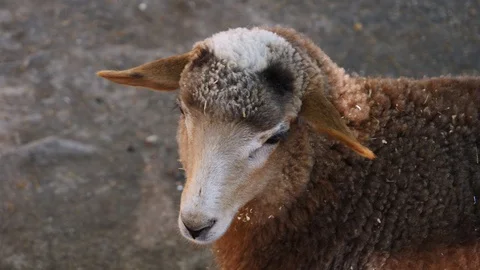 Sheep close up Stock Footage 108234590