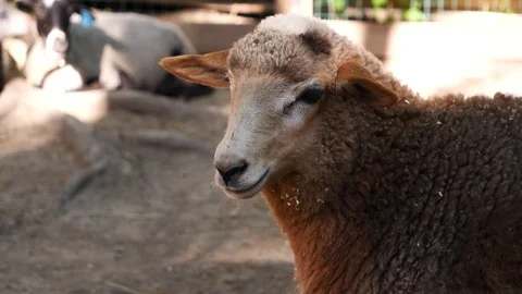 Sheep close up Stock Footage 108234592