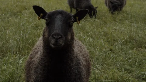 Sheep close up Stock Footage 117113487