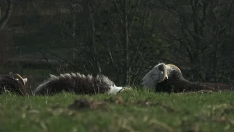 Sheep Close up Stock-Footage 205140147