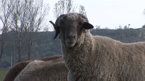 Sheep close up looking to the camera and eating Stock Footage 42362342