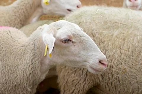 Sheep close up 스톡 사진
