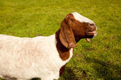 Sheep close up Stock Photos