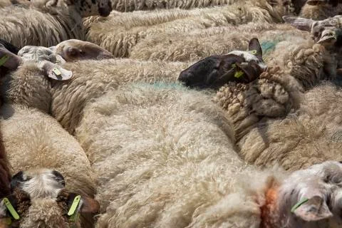 Sheep in close up Stock Photos