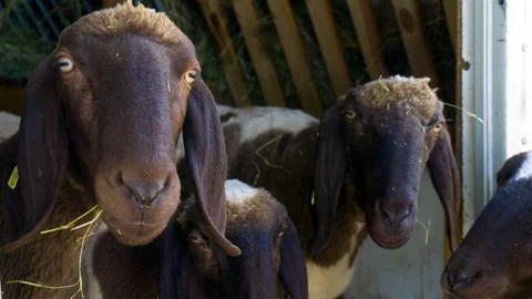 Sheep Close up Stock Photos