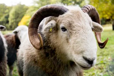 Sheep close up Foto stock