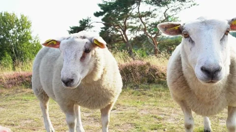 Sheep closeup in nature Stock Footage 205869759