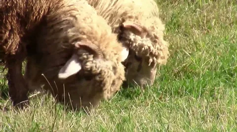 Sheep closeup while grazing Stock Footage 55121768
