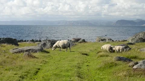 Sheep on the coast Stock Footage 18011048