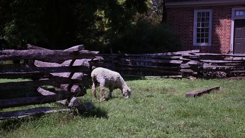 Sheep in Colonial Williamsburg Stock Footage 72220390