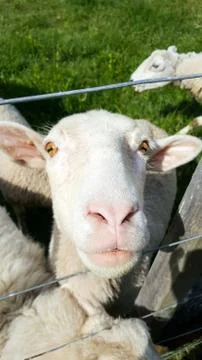 Sheep with a  comical expression on its face Stock Photos