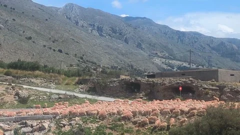 Sheep coming down the mountain in Crete Greece Stock Footage 333070584