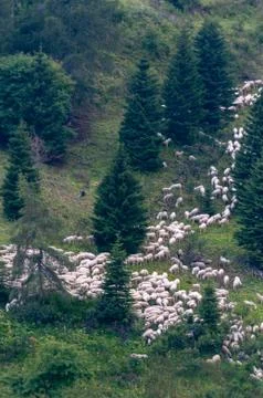 Sheep coming down the Mountain Stock Photos