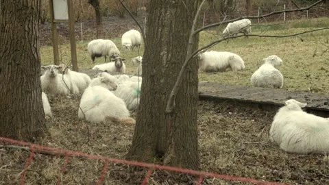 SHEEP  CONFERENCE Stock Footage 170016941