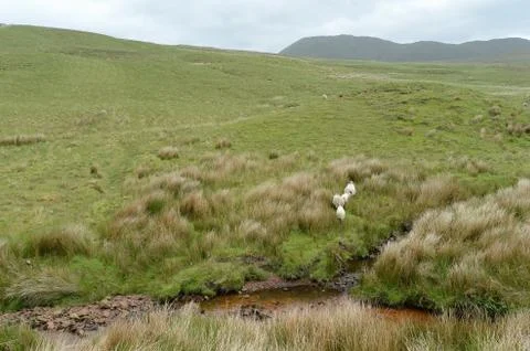 Sheep Connemara Stock-Fotos