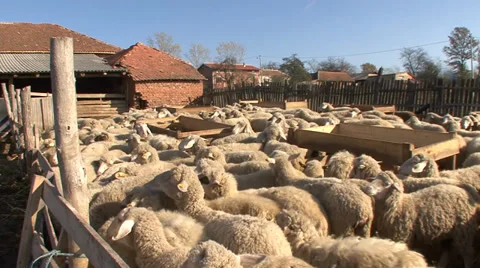 Sheep in the corral Vídeo Stock 35708563