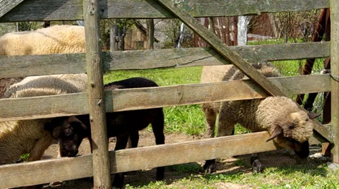 Sheep in the corral Stock Footage 37316730