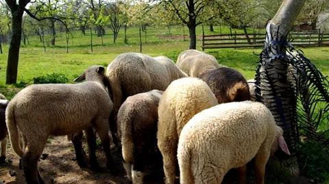Sheep in the corral Stock Footage 37317100