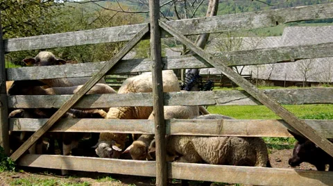 Sheep in the corral Stock Footage 37317279