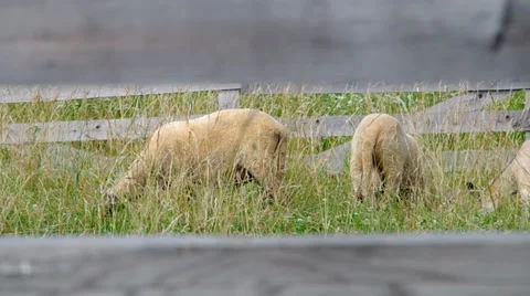 Sheep in the corral Stock Footage 39734806