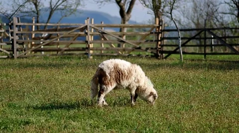 Sheep in the corral Stock Footage 49688896