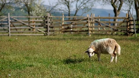 Sheep in the corral Stock Footage 49688951