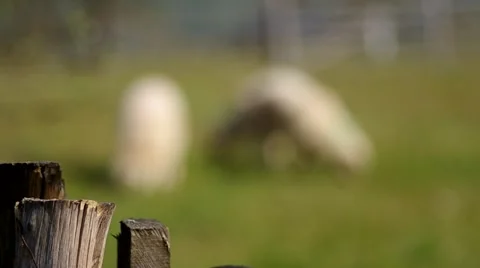 Sheep in the corral Stock Footage 49688969
