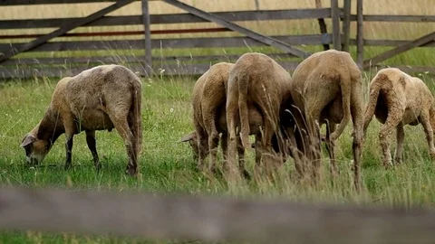 Sheep in the corral Stock Footage 70089919