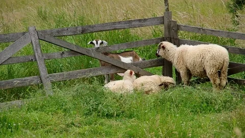 Sheep in the corral Stock Footage 70090217