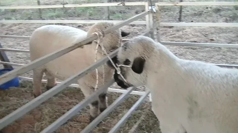 Sheep in corral Video stock 135668281