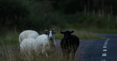 Sheep in countryside Stock Footage 101342314