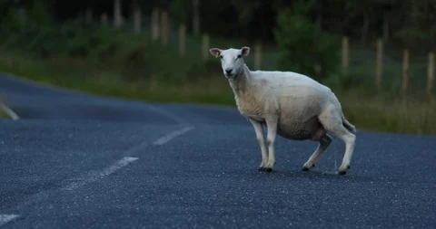 Sheep in countryside Stock Footage 101342503