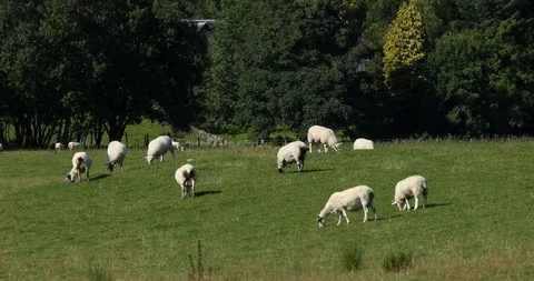 Sheep in countryside Stock-Footage 101345707