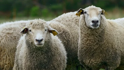 Sheep couple ruminating in meadow Video stock 126551771