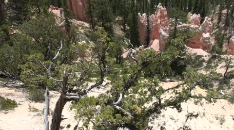 Sheep Creek 4 Stock Footage 676626