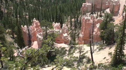 Sheep Creek 6 Stock Footage 677289