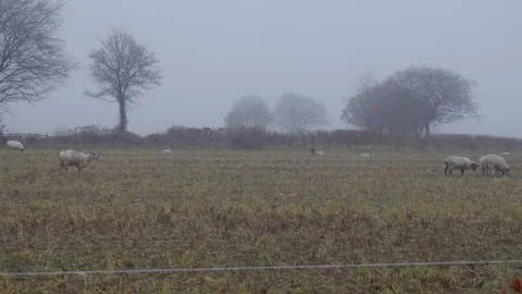 Sheep in Creepy Misty Fields Stock-Footage 229114429