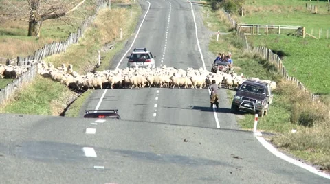 Sheep cross road Stock Footage 7334973