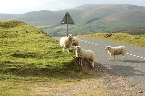 Sheep cross a road Stock Photos