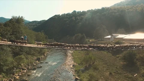 Sheep crossing bridge over river and a couple watching Stock Footage 129849499