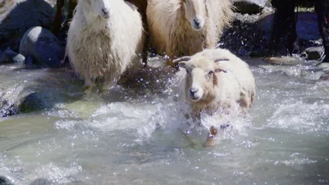 Sheep crossing the creek Stock Footage 235110643