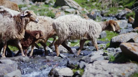 Sheep crossing the creek Stock Footage 235110792