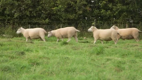 Sheep crossing field Vidéo 143735393