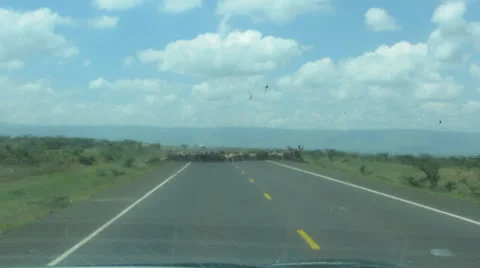 Sheep crossing Видео 24378854