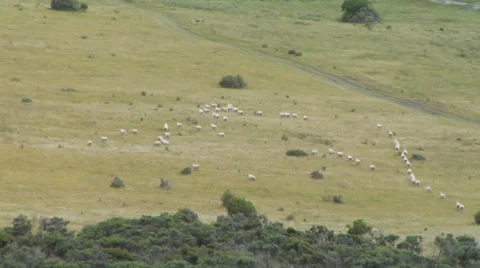 Sheep crossing a paddock 스톡 동영상 33545885