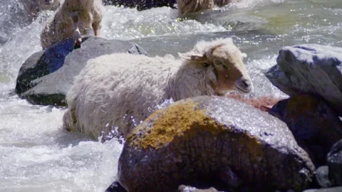 Sheep crossing the river Stock Footage 235110633