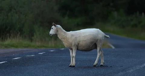 Sheep crossing road Video stock 101342540