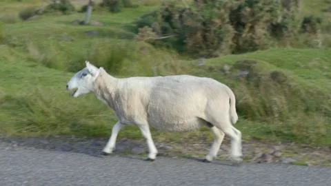 Sheep crossing the road Stock Footage 219498532