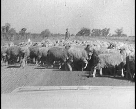 SHEEP CROSSING ROAD IN FRONT OF CAR, AUSTRALIA (Archive Footage) Video stock 51530934